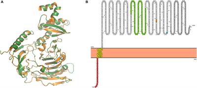 Characterization of an Immunoglobulin Binding Protein (IbpM) From Mycoplasma pneumoniae